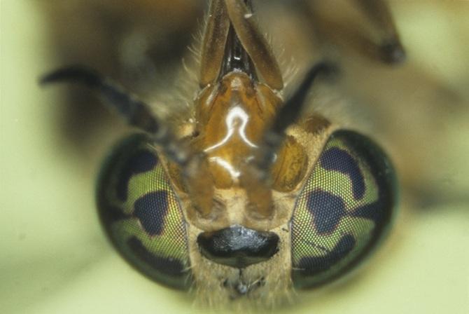 مگس گوزنی (خرمگس) - Deer Fly