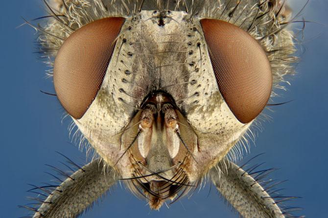 مگس خونگی - House Fly