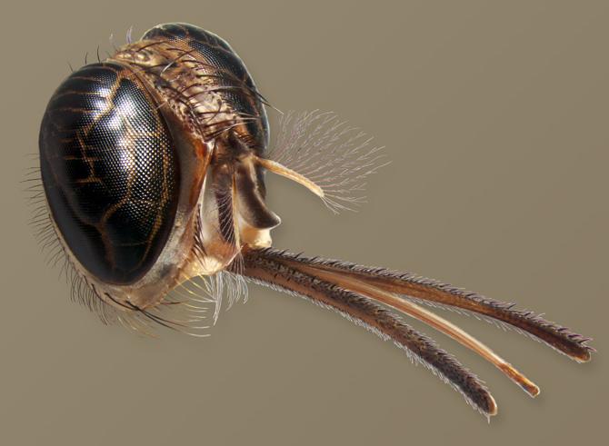 مگس تسه تسه (گلوسینا) - Tsetse Fly