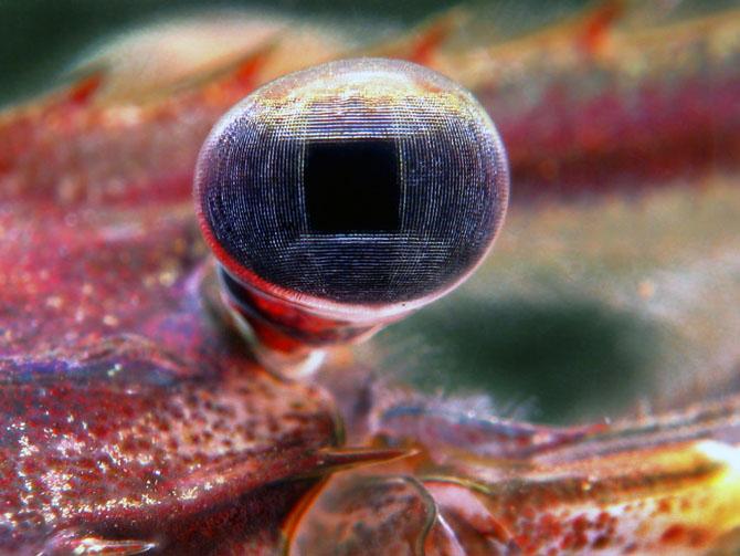 میگوی آب شیرین - Freshwater Shrimp
